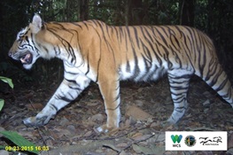 Critically Endangered Sumatran Tigers On Path To Recovery in an ‘In Danger’ UNESCO World Heritage Site