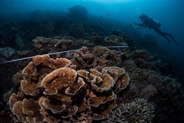 Reef Scientists Adapt Ideas From Investment World to Coral Reef Conservation