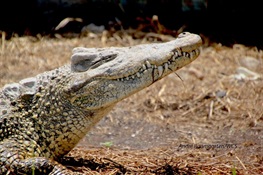 Endangered Cuban Crocodiles Come Home