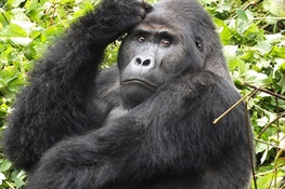 Gorilla Coffee Alliance to Enhance Rural Livelihoods and Wildlife Conservation in the Democratic Republic of the Congo