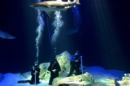 The New York Aquariums Ocean Wonders: Sharks! Opens Today