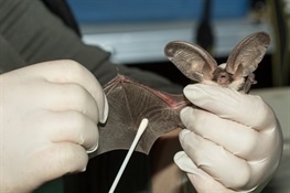 Culture Revolution: Scientists Developing Probiotic Cocktail to Combat Deadly Bat Disease