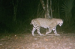 A Jaguar, Nicknamed “Short-Tail,” Becomes Living Symbol of Transboundary Conservation