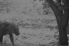 Leopard Confirmed by Remote Camera Monitoring in Nigeria’s Yankari Game Reserve