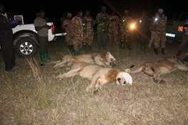 WCS Uganda Participates in the Rescue of Lions from the Communities around Queen Elizabeth National Park