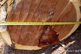 Mozambique Tackles Illegal Logging