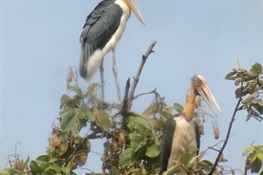 121 And Counting: Nests of Globally Vulnerable Lesser Adjutant Located in Northern Plains of Cambodia