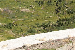 Mountain Goats’ Air Conditioning is Failing, Study Says
