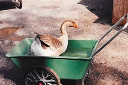 Mert, an Aged Domestic Goose at the Bronx Zoo, Euthanized Due to Complications from Tumor