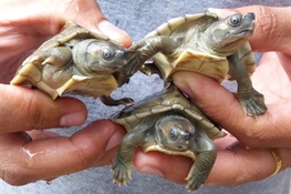 Hatching Hope: 39 Critically Endangered Burmese roofed turtles emerge from eggs
