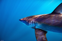 WCS Launches New 10-Year Strategy to Save Imperiled Sharks and Rays