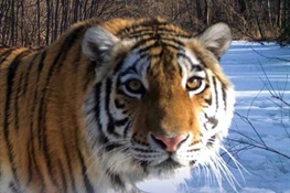 A Fairy -Tail Ending: Public School in New York Tells a Cinderella Story with Russian Tigers