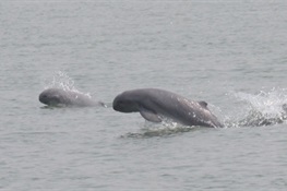 Myanmar Establishes New Protected Area For Critically Endangered Irrawaddy Dolphin