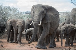 World Conservation Community Calls for Countries to Shut Down Their Domestic Ivory Markets