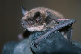 First Western Bat Found with Deadly White Nose Syndrome 