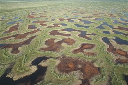 NEWS FROM CoP26: Canada’s Fragile Northern Peatlands, Threatened by Development, Must be Protected to Achieve Net-Zero Global CO2 Emissions by 2050, Scientists Say  