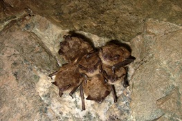BAT SIGNALS: $2.5M, Four Year Study Launched to Fight Bat-Decimating Disease
