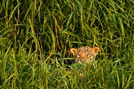Latin America Launches New Roadmap to Save the Jaguar