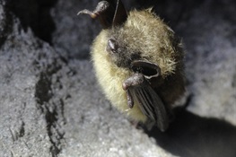 Scientists Predict Scary News for a Species of Bat
