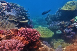 Government of Mozambique Approves National Strategy for the Management and Conservation of Coral Reefs (English and Portuguese)
