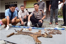 September 17 - Tiger Poacher and Trader Arrested by Indonesian Police and Forest Rangers in the Leuser Landscape, Indonesia 