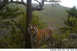 Study: Wild Tigers Struggle with Work/Life Balance 