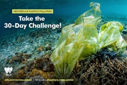 WCS Launches 30-Day Plastics Challenge on World Oceans Day