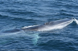 New Research Reveals:  The New York Bight Is an Important Year-Round Habitat for Endangered Fin Whales
