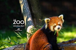 THE ZOO Moves to New Time: 8pm ET/PT on Animal Planet