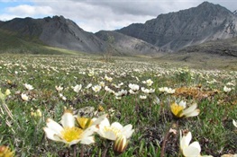 WCS: No Oil and Gas Development Should be  Allowed in the Arctic National Wildlife Refuge