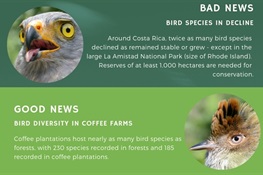The Scoop on Coffee Farms and Birds