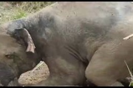 Celebrating World Wildlife Day, March 3: Video Shows Daring Rescue of Trapped Elephant
