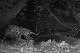 CLIMATE CONFLICT: Rare Footage Captured of Jaguar Killing Ocelot at Waterhole