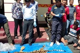 Three Men Selling a Tiger Skin Arrested in West Lampung, Indonesia