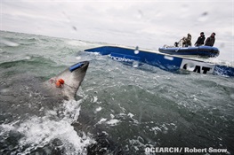 OCEARCH and the New York Aquarium Lead Shark Expedition in Long Island, NY This August