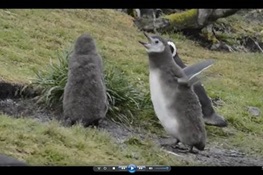 WCS Releases Adorable Tumbling Toddler Penguin Video in time for Penguin Awareness Day