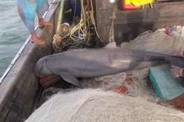 Emerging Threat to Marine Wildlife from Trade Demand for Croaker Fish Swim Bladders  