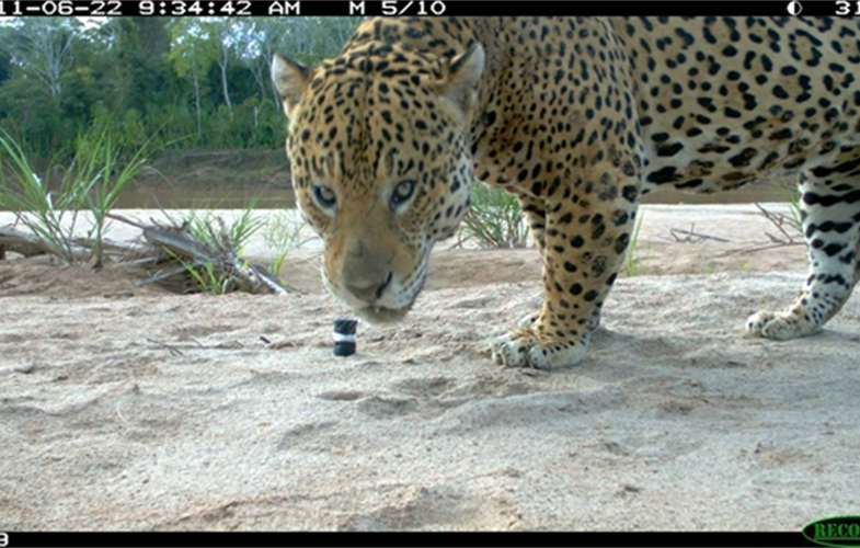 A camera trap image of a jaguar in Bolivia's Madidi National Park. CREDIT: WCS