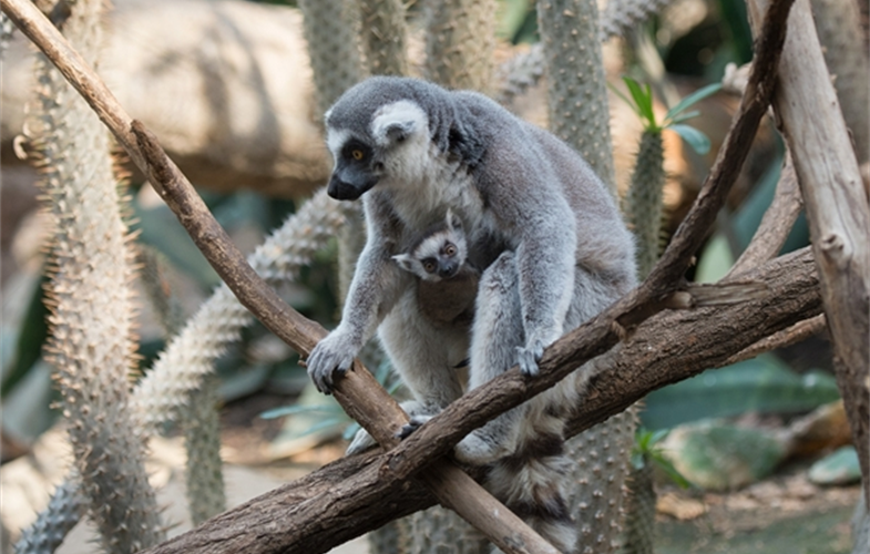 Julie Larsen Maher_5710_Ring-tailed Lemur and Baby_MAD_BZ_04 05 16_hr