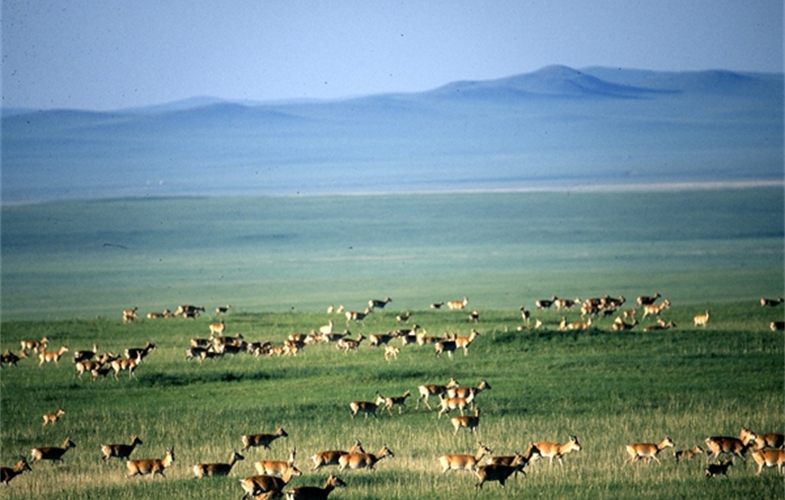 Mongolian Gazelle cr: Kirk Olson WCS