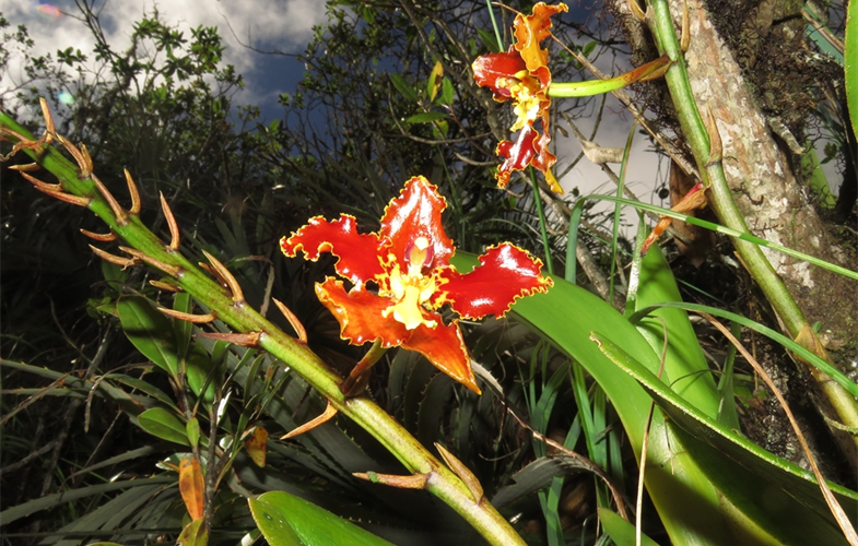 Oncidium orchid from La Paz metro area CREDIT Omar MirandaI