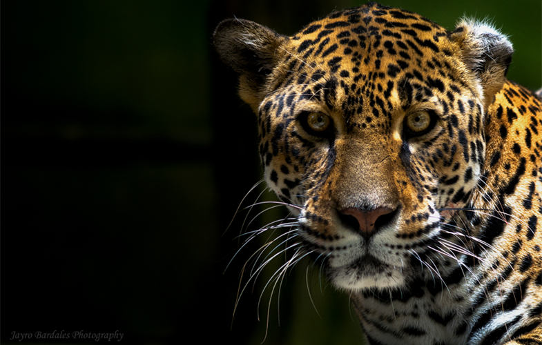 Mesoamerica’s five forests are home to more than 7.5 percent of the planet’s biodiversity, including the iconic jaguar (photo by Jayro Bardales)