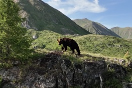 Climate Change and Bear Conservation in Mongolia Come Together in an Award-Winning New Documentary