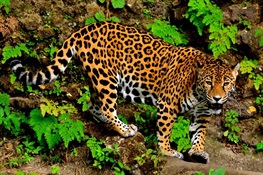 The Jaguar in the Forests of Mesoamerica