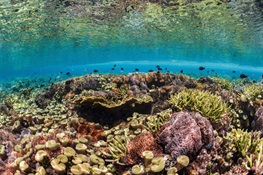 Future Reefs: A Manifesto to Save the World’s Coral Gardens