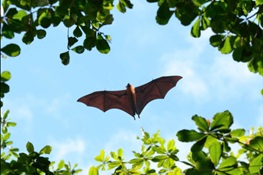 The Simplest Way to Prevent the Next Pandemic? Leave Bats Alone.