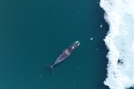 For the Safety of the Whales: Keeping Ship Traffic Under Control in Canada’s Arctic Ocean