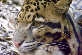 Protection of Big Cat Prey in Laos Might Aid a Return of the “Big Guy”