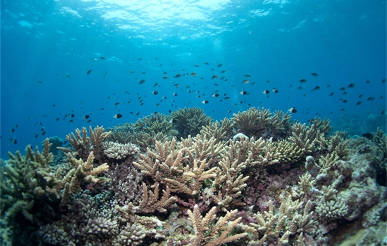 A coral reef off the coast of East Africa. CREDIT: Emily Darling/WCS