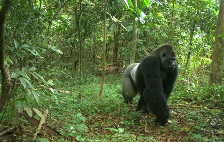 Cross River gorilla CREDIT: WCS